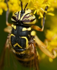 Spilomyia longicornis