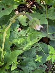Iostephane heterophylla