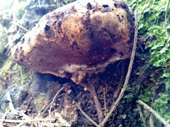 Pseudoinonotus dryadeus