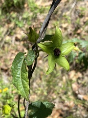 Gonolobus uniflorus