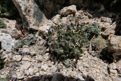 Draba breweri