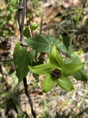 Gonolobus uniflorus