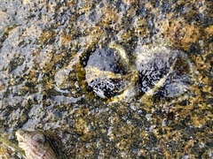 Ostreidae
