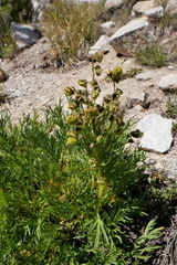 Artemisia norvegica