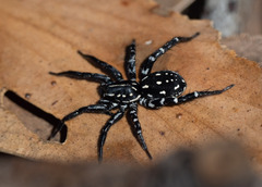 Nyssus albopunctatus