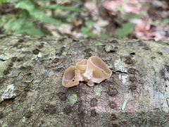 Peziza varia