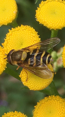 Syrphus