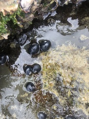 Nerita melanotragus