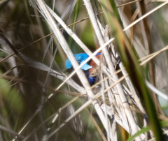 Malurus lamberti