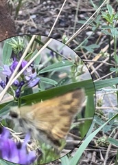 Ochlodes sylvanoides