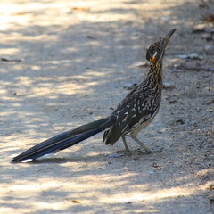 Geococcyx californianus