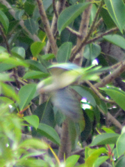Myiopsitta monachus