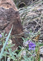 Ochlodes sylvanoides