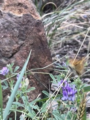 Ochlodes sylvanoides