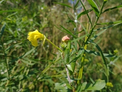 Oenothera biennis