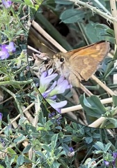 Ochlodes sylvanoides