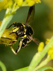 Spilomyia sayi