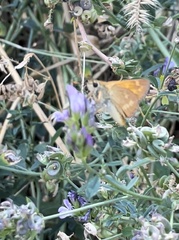 Ochlodes sylvanoides