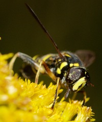 Spilomyia sayi