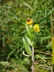 Oenothera biennis