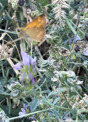 Ochlodes sylvanoides