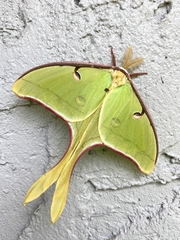 Actias luna