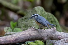 Sitta canadensis