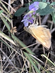 Ochlodes sylvanoides