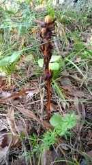 Monotropa hypopitys