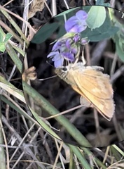 Ochlodes sylvanoides