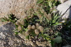 Salix petrophila