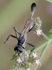 Ammophila procera