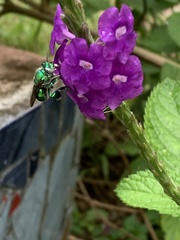 Euglossa