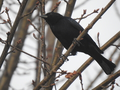 Molothrus rufoaxillaris