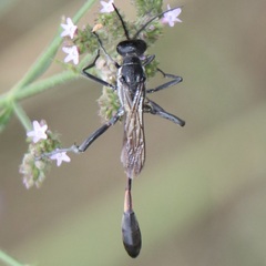 Ammophila procera