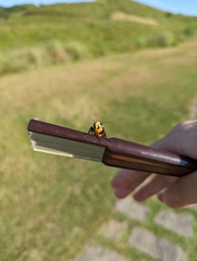 Chrysaeglia magnifica