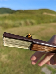 Chrysaeglia magnifica