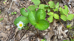 Fragaria × ananassa
