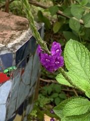 Euglossa