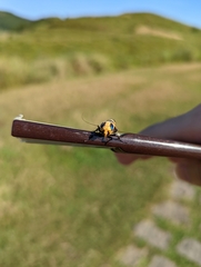 Chrysaeglia magnifica