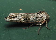 Lithomoia germana