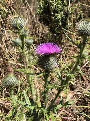 Cirsium vulgare