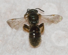 Lasioglossum bruneri