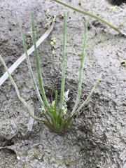 Triglochin scilloides