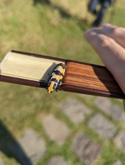 Chrysaeglia magnifica