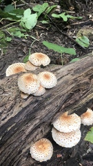 Pholiota
