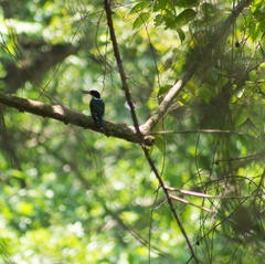 Chloroceryle americana