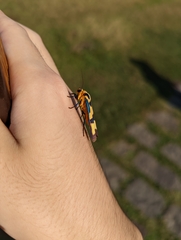 Chrysaeglia magnifica