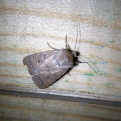 Hoplodrina octogenaria