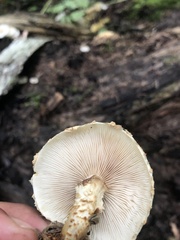Pholiota